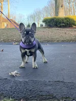 Violet, a female French Bulldog for sale in Clarksburg, NJ – Photo 7 of 7