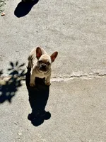 Max, a male French Bulldog for sale in Clarksburg, NJ – 4 of 4