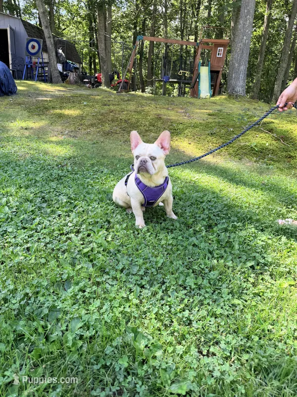 Jax  – French Bulldog puppy for sale in Clarksburg, NJ