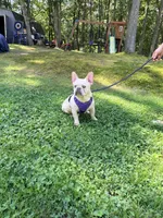 Jax , a male French Bulldog for sale in Clarksburg, NJ – 1 of 10