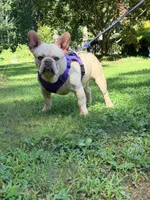 Jax , a male French Bulldog for sale in Clarksburg, NJ – 7 of 10