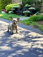 Stich, a male French Bulldog for sale in Clarksburg, NJ – 3 of 3