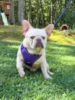 Jax , a male French Bulldog for sale in Clarksburg, NJ – 2 of 10