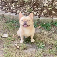 Johnny, a male French Bulldog for sale in Clarksburg, NJ – Photo 4 of 4