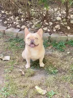 Johnny, a male French Bulldog for sale in Clarksburg, NJ – Photo 4 of 4