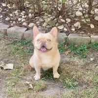 Johnny, a male French Bulldog for sale in Clarksburg, NJ – Photo 2 of 4