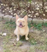 Johnny, a male French Bulldog for sale in Clarksburg, NJ – Photo 2 of 4