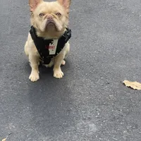 Johnny, a male French Bulldog for sale in Clarksburg, NJ – Photo 1 of 4