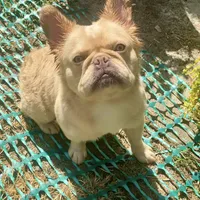Johnny, a male French Bulldog for sale in Clarksburg, NJ – Photo 3 of 4