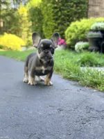 Sophie, a female French Bulldog for sale in Clarksburg, NJ – 4 of 6