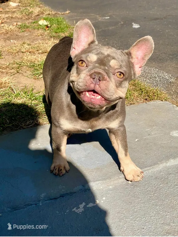 Honey, a female French Bulldog for sale in Clarksburg, NJ – Photo 1 of 3