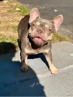 Honey, a female French Bulldog for sale in Clarksburg, NJ – Photo 1 of 3