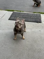 Honey, a female French Bulldog for sale in Clarksburg, NJ – Photo 3 of 3