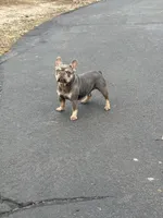 Honey, a female French Bulldog for sale in Clarksburg, NJ – Photo 2 of 3