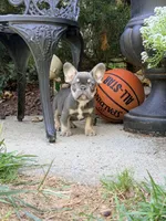 Storm, a male French Bulldog for sale in Clarksburg, NJ – 2 of 4
