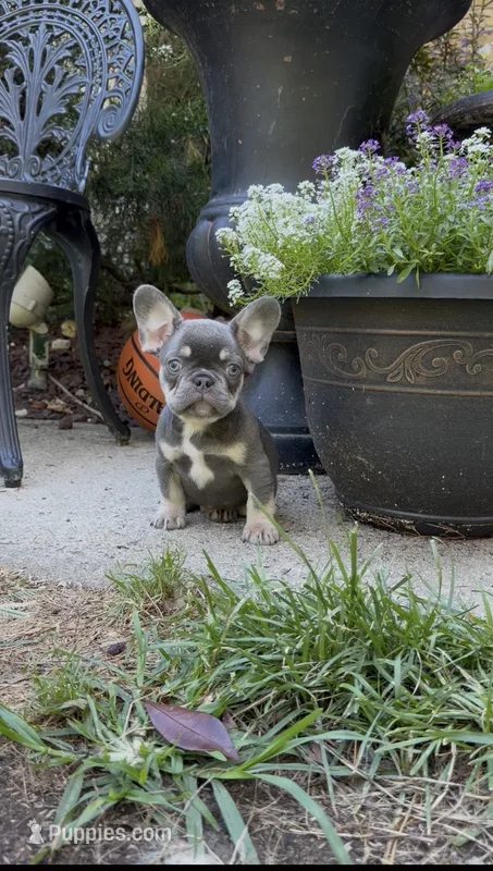 Storm – French Bulldog puppy for sale in Clarksburg, NJ