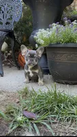 Storm, a male French Bulldog for sale in Clarksburg, NJ – 1 of 4