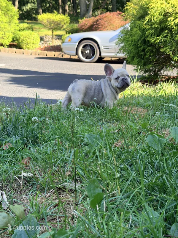 Max – French Bulldog puppy for sale in Clarksburg, NJ