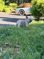Max, a male French Bulldog for sale in Clarksburg, NJ – 1 of 4