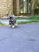Sophie, a female French Bulldog for sale in Clarksburg, NJ – 2 of 6