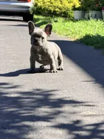 Stich, a male French Bulldog for sale in Clarksburg, NJ – 2 of 3