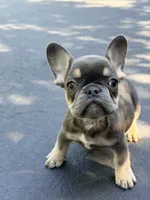Sophie, a female French Bulldog for sale in Clarksburg, NJ – 5 of 6