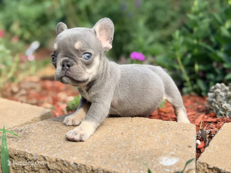 Sadie – French Bulldog puppy for sale in Clarksburg, NJ