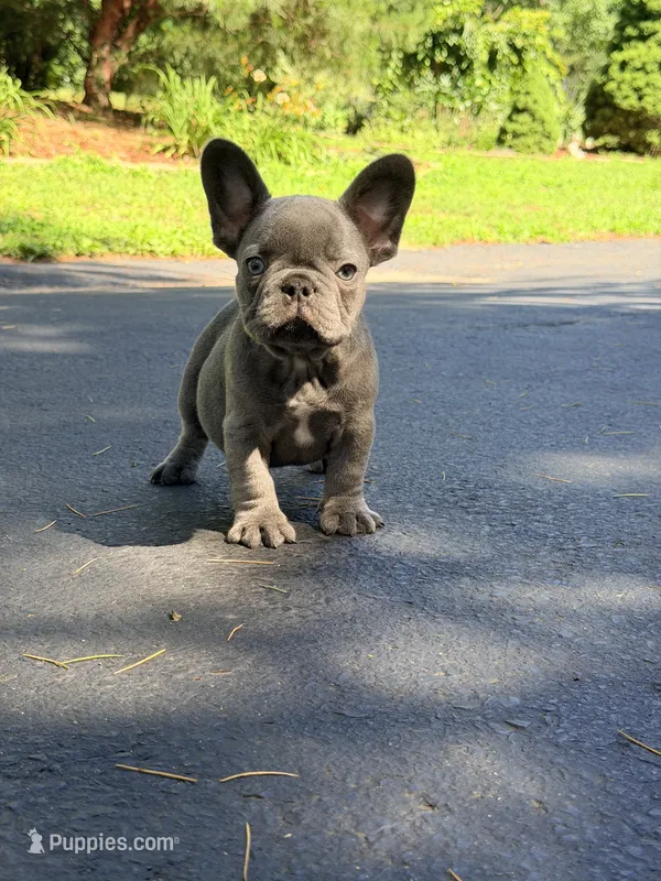 Stich – French Bulldog puppy for sale in Clarksburg, NJ