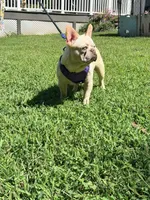 Jax , a male French Bulldog for sale in Clarksburg, NJ – 10 of 10