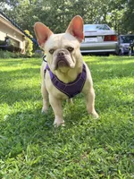 Jax , a male French Bulldog for sale in Clarksburg, NJ – 8 of 10