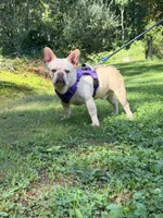 Jax , a male French Bulldog for sale in Clarksburg, NJ – 6 of 10