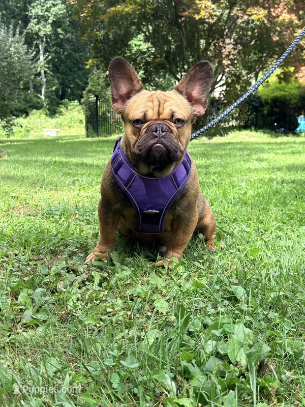 Ivan  – French Bulldog puppy for sale in Clarksburg, NJ