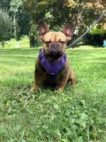 Ivan , a male French Bulldog for sale in Clarksburg, NJ – 1 of 5