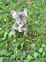Storm, a male French Bulldog for sale in Clarksburg, NJ – 3 of 4