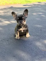 Sophie, a female French Bulldog for sale in Clarksburg, NJ – 3 of 6