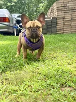 Ivan , a male French Bulldog for sale in Clarksburg, NJ – 2 of 5