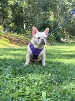 Jax , a male French Bulldog for sale in Clarksburg, NJ – 4 of 10
