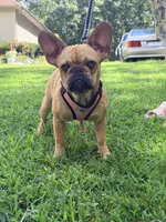 Julie, a female French Bulldog for sale in Clarksburg, NJ – 2 of 2