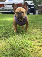 Ivan , a male French Bulldog for sale in Clarksburg, NJ – 3 of 5