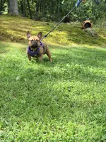Ivan , a male French Bulldog for sale in Clarksburg, NJ – 4 of 5
