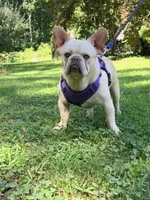 Jax , a male French Bulldog for sale in Clarksburg, NJ – 5 of 10