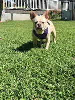 Jax , a male French Bulldog for sale in Clarksburg, NJ – 9 of 10