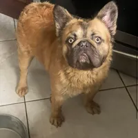 Leva, a male French Bulldog for sale in Clarksburg, NJ – 1 of 1