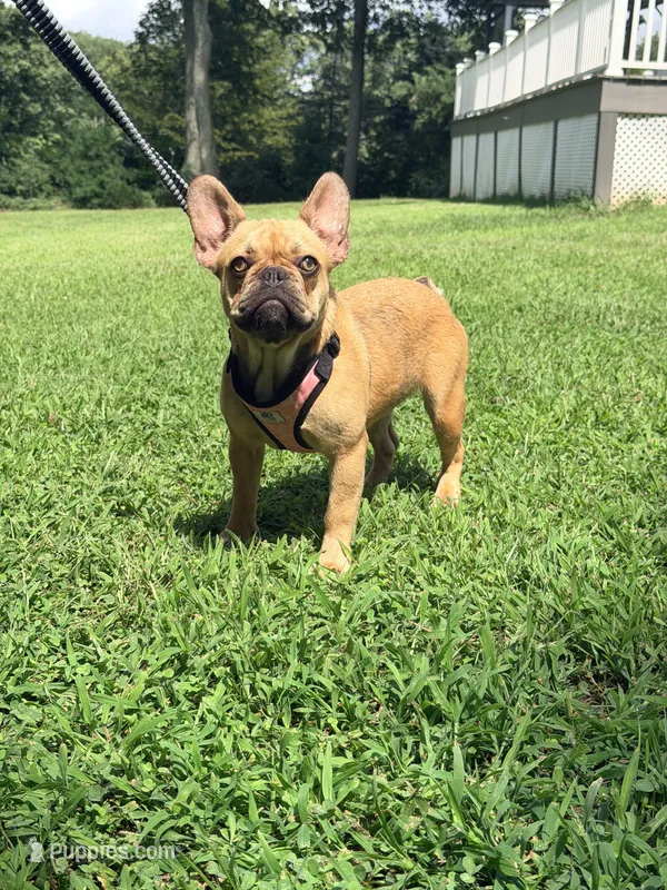 Julie – French Bulldog puppy for sale in Clarksburg, NJ