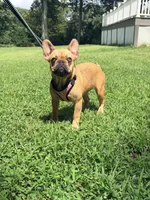Julie, a female French Bulldog for sale in Clarksburg, NJ – 1 of 2