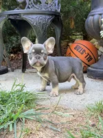 Storm, a male French Bulldog for sale in Clarksburg, NJ – 4 of 4