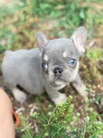 Sadie, a female French Bulldog for sale in Clarksburg, NJ – 4 of 5