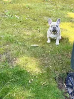 Max, a male French Bulldog for sale in Clarksburg, NJ – 2 of 4