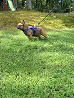 Ivan , a male French Bulldog for sale in Clarksburg, NJ – 5 of 5