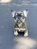 Sophie, a female French Bulldog for sale in Clarksburg, NJ – 1 of 6